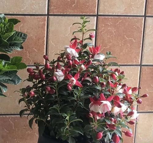 4种“开花机器”，现在养一盆正合适，放在家里三季有花，四季有景！