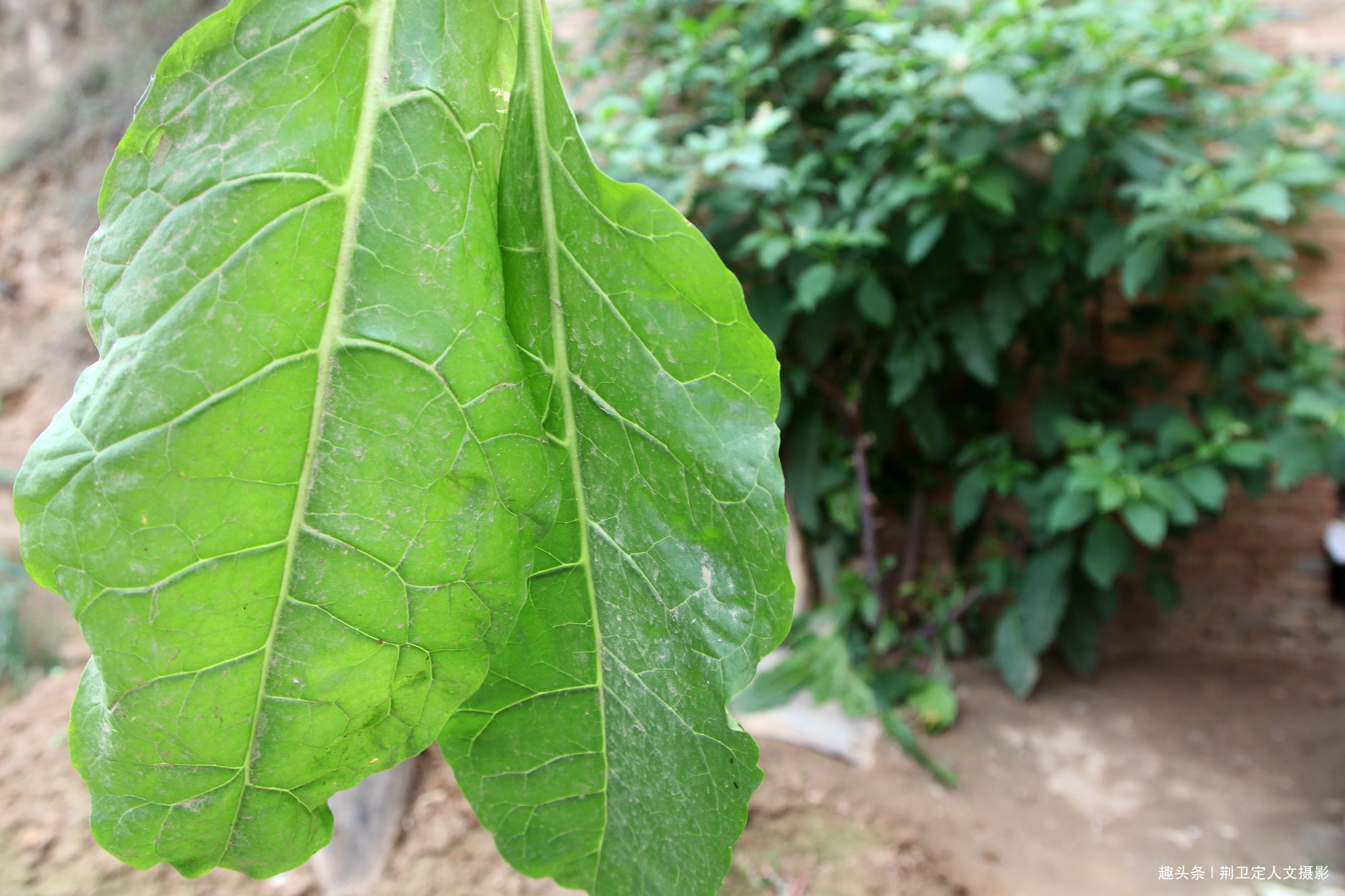 大人参|鸟粪落入8旬老人家中,长出大人参有人说价值10万,看是啥样