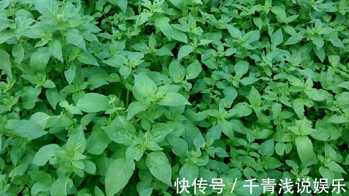 皮肤瘙痒|不管是风寒感冒还是风热感冒,一个只有2味药的经典方,特别管用