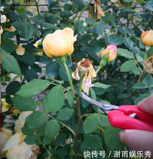 分枝|五一之后,5种“漂亮花”,开完赶紧剪,剪的越狠,下一茬花越多