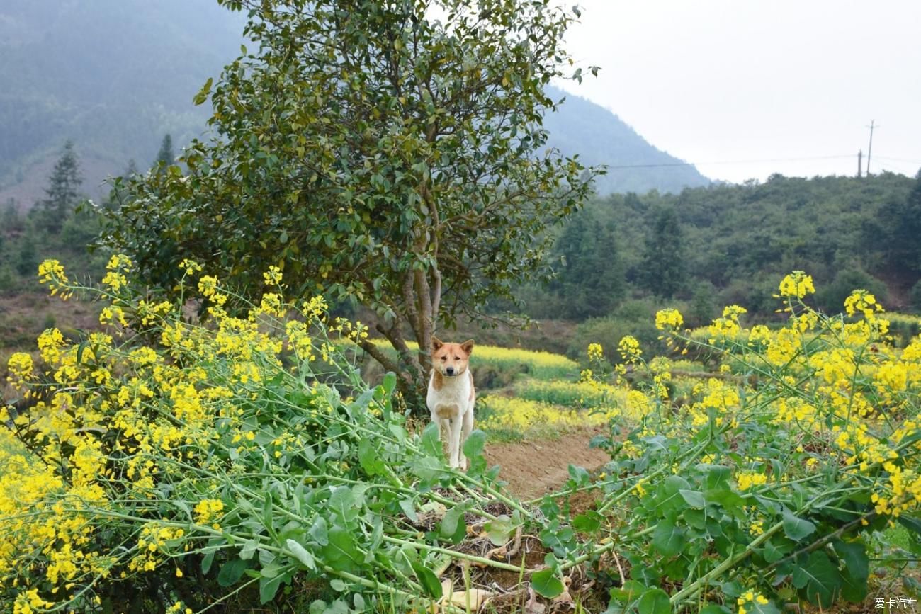 婺源|【春到婺源】记得住乡愁，江岭上开遍油菜花。