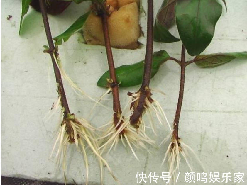 5种“生根水”,家家都有,不花1分钱,扦插花卉“7天”生白根