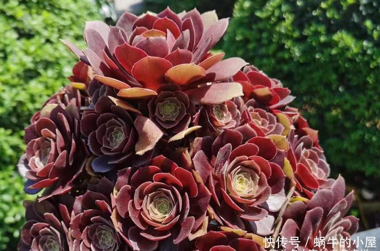 叶片|多肉法师的叶片暗淡无光原因很多,并非只有缺肥才会出现这种情况