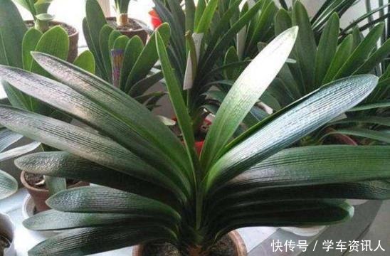 养君子兰学会四季浇水方法,根系长满盆,叶子绿出油!