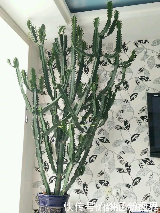 会养花的人都选它,耐旱又好活,2年养成小树桩!