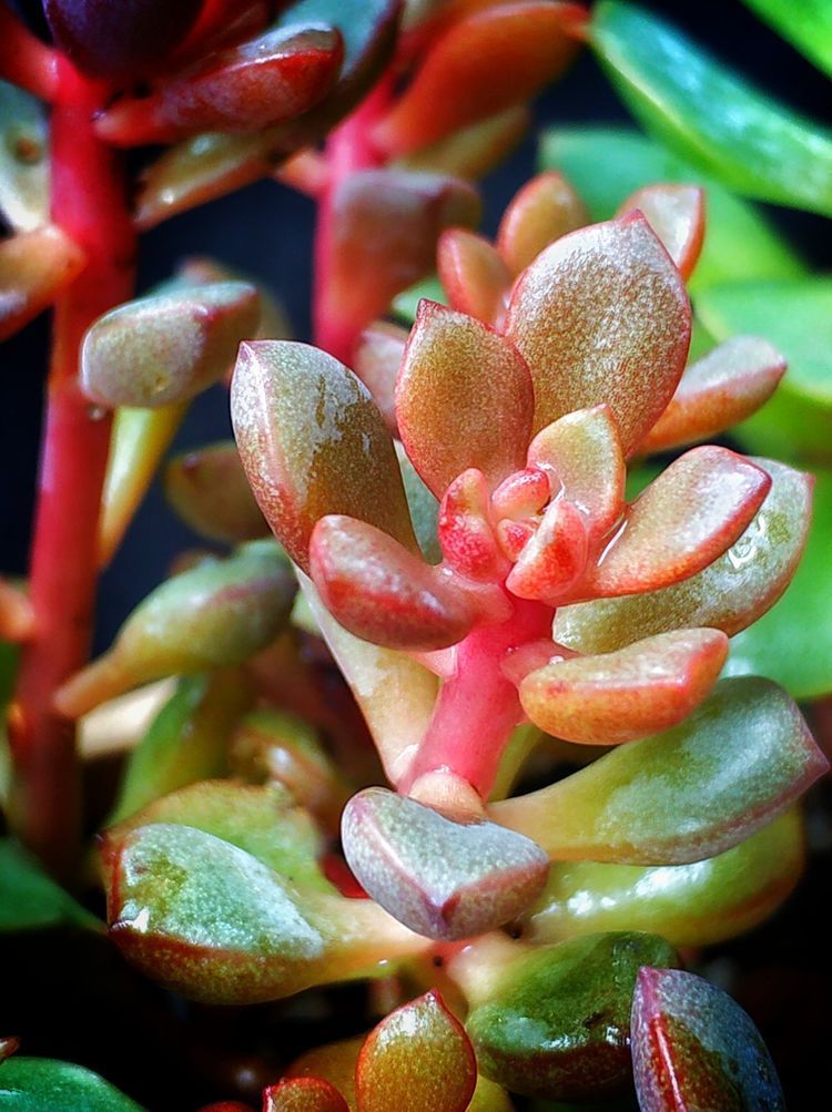 成长|与多肉一起走过的日子,见证多肉的成长过程!