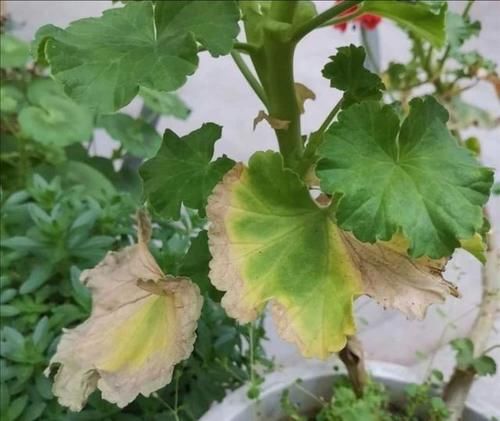  强光暴晒|天竺葵的叶片出现发黄枯萎的现象，是什么原因导致的？该如何治疗和养护？