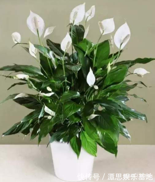 浇水|5种“旺财花”，建议客厅养一盆，净化空气，格调高雅上档次