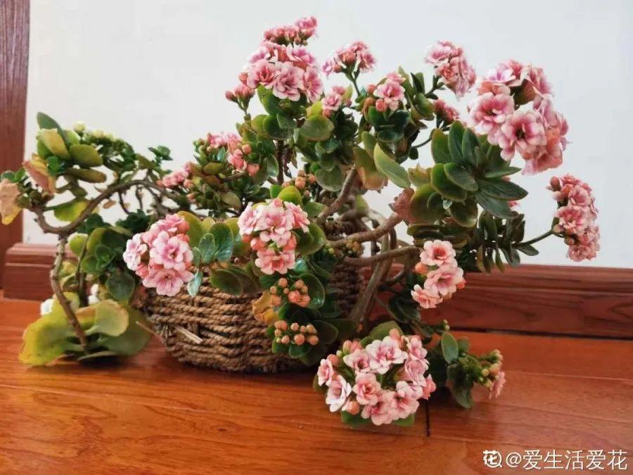 长寿花|1米8的长寿老桩,狠心砍光了,半月重新长一堆!