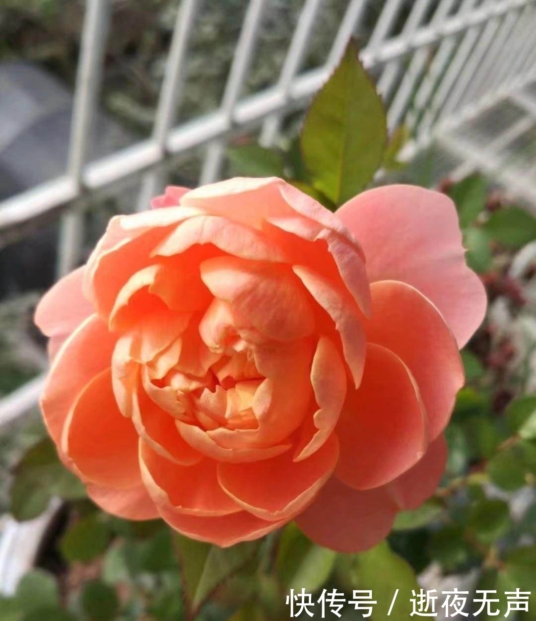 植物|倒春寒来袭,养花5件事不能做,不然花熬不过去全死了