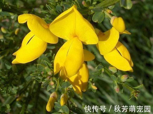 茶花|冬天就养此款植物,好养易打理,花色柔美,花朵烂漫迷人,美爆了