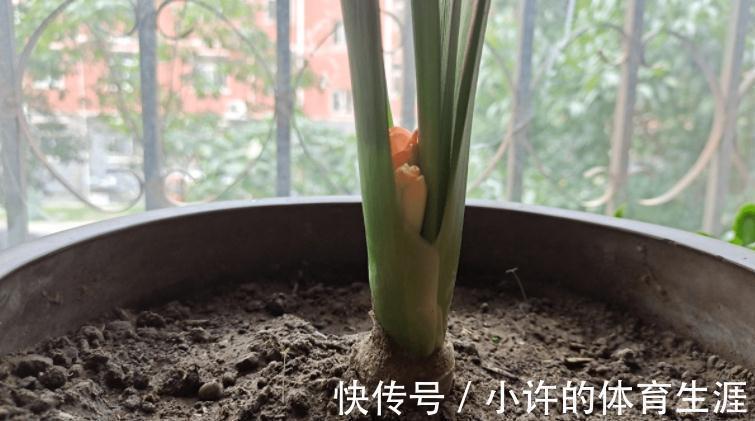 栽植株|家中该常备这种磷钾肥，养花能催花，盆栽则可改变土壤酸碱性