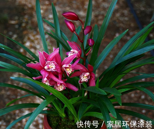 根系|新手养兰花,注意“三细节”,花姿优雅,一年能花开四五次