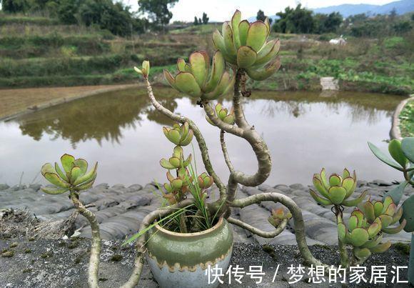 光照|多肉徒长咋处理？分2种情况，根据徒长情况，要么撸叶子要么砍头