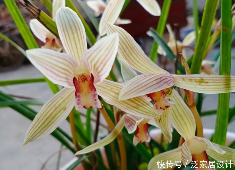 叶基|兰花度夏,“两腐”是大难题,6招预防3招治疗,小心谨慎过夏天