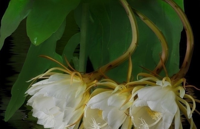 世界上最美的5种花,有1种极其少见,每一种都美到窒息