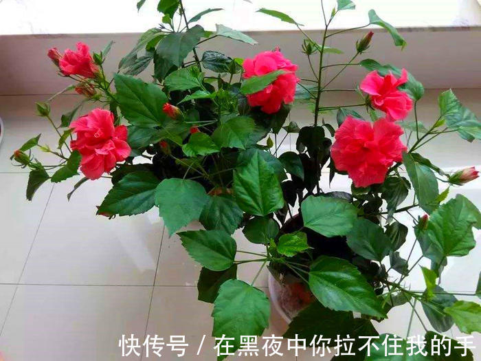 一种养花万能土，满足花卉生长需求，透气透水不烂根