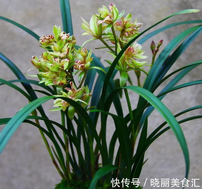 室内养护兰花有难度，送你几个妙招，从此室内养兰不再难