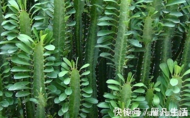 人养花,花亦养人,听说聪明人都在养这五种花,你家有吗?