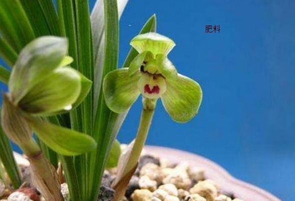 兰花生性娇贵不易种植,这里分享几个兰花用肥技巧,帮您种好兰花