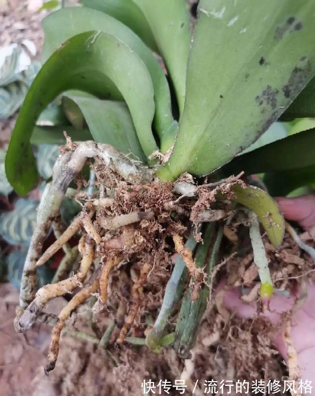 君子兰|8种花夏天不能买，买回来就死，白浪费钱