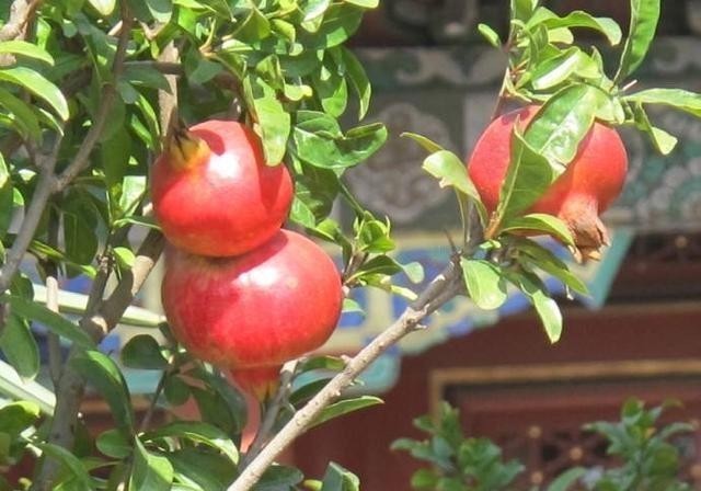 橘子|3种盆景,完全不怕寒冷,下雪也好好的,北方的花友就养它吧