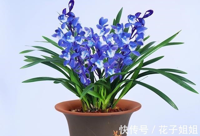 兰花|阳台有地方,种一盆亮眼的“蓝色”四季兰,高雅又上档次!