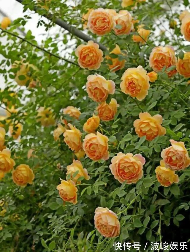 夏天|想要家里四季花开,这20种花,连续能开300天,完全不歇气