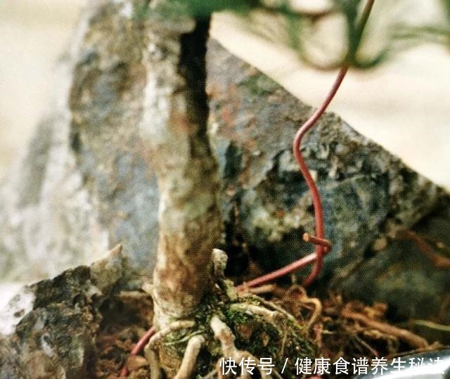 “岩石与树枝”一步步完美契合，叹服附石盆景的魅力无人能挡！