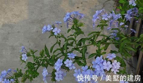 花朵|养花试试这几款,花朵迷人,花香浓烈