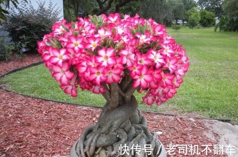 这三种多肉植物不养成盆景就太浪费了，附上制作和养护技巧