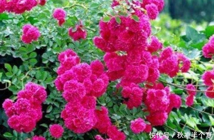 4种花自带财运，家里养一盆，招财纳福好运来，越养越喜欢