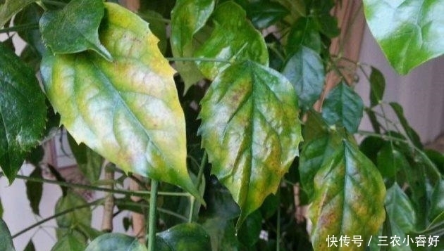 花儿谷|幸福树这样养, 粗枝大叶, 四季绿油油!