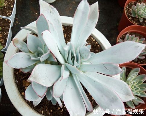 玛丽玫瑰|喜欢菊花,不妨试试“珍稀玫瑰”苹果挞玫瑰,粉黛佳人,高贵艳丽