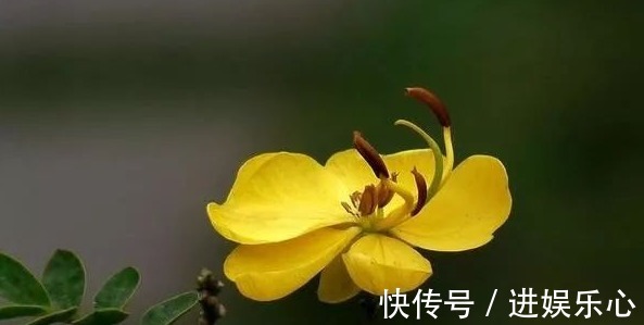 三角梅|细数花期超长的六种花卉,养护好就比“往年”开花多得多,美醉了