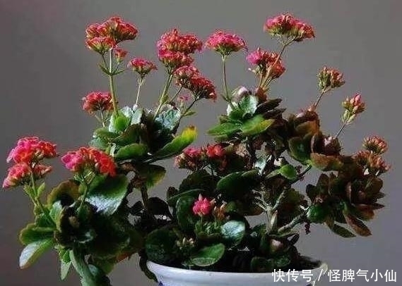 塑料袋太多，很烦人？别烦，用它来养花，养1盆旺1盆，真的很好