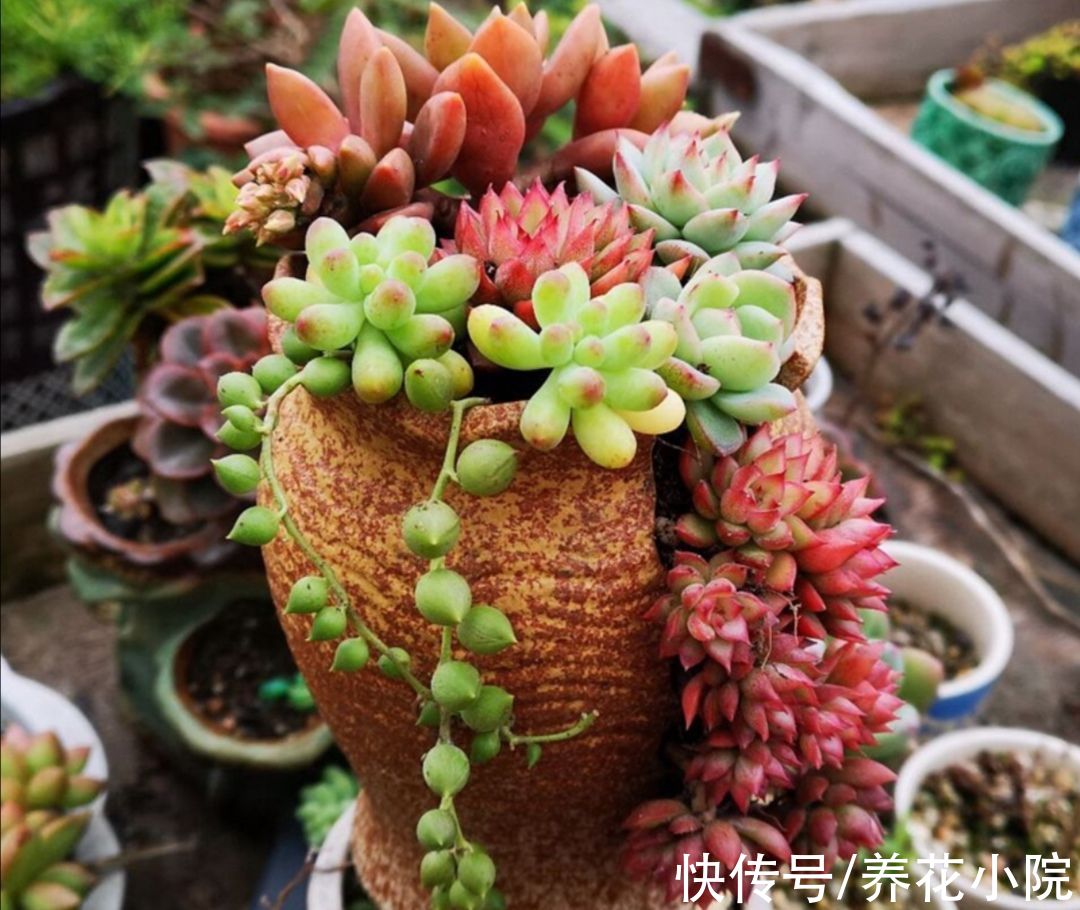 天气变冷，10种花要减少浇水，不然难过冬