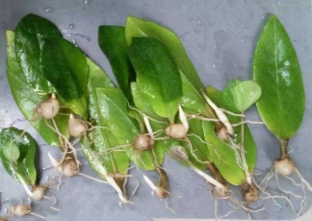 你还买这10种花别再乱花钱了,摘个叶子回家,过几天就变小苗了