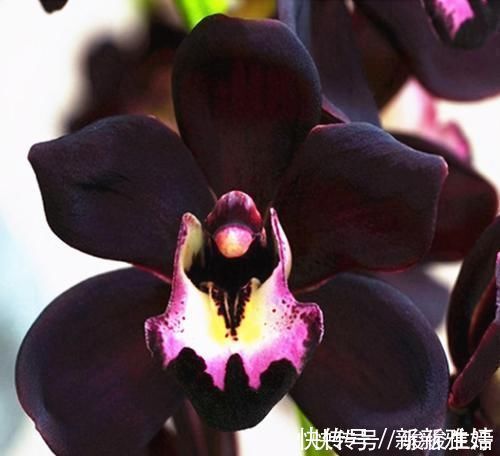 猎奇花友必备的兰花“黑雪姬”,花色神秘,花大浓香,好养易活