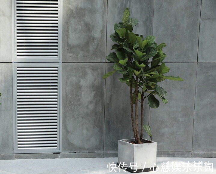 客厅养花不宜多！12种“吉祥花”任选一种，寓意好“养人”还旺家