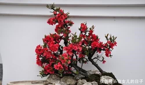 自带|这“3种”植物,自带“贵气”,再贵也要养,能“旺运”!