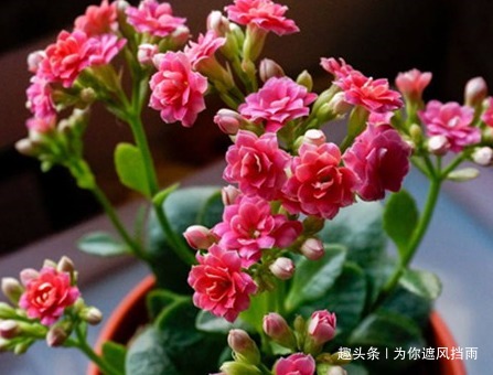 家养长寿花总是难开花做好这几个小细节,轻松花开爆满盆