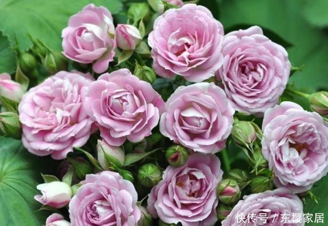 20款露台月季品种,超级丰花、适合露台、阳台盆栽,皮实好养