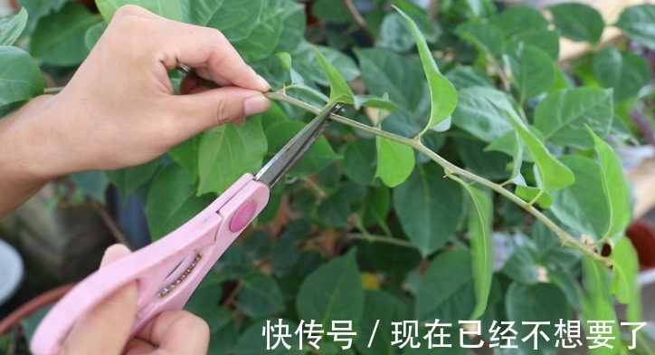三角梅花谢后要会剪,剪对接着开花爆盆,剪错一朵花都不开