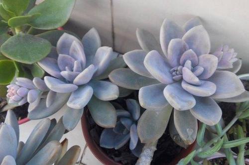 多肉植物|养多肉6年,总结出最好养的4个品种,随便养都能爆盆!