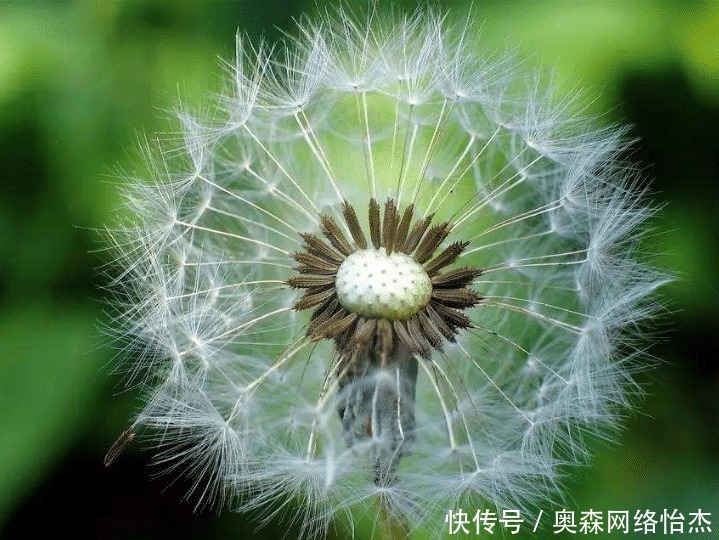 蒲公英|蒲公英连根都可以吃,但不是万能神草,这四种人千万不要吃!