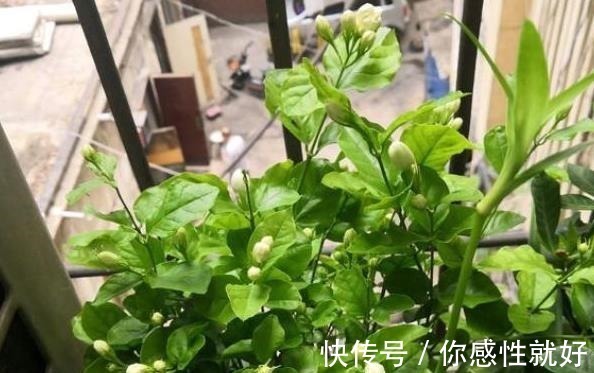 磷酸二氢钾|茉莉花僵苗怎么办2个“动作”改过来，新芽又窜满，开花开不停！