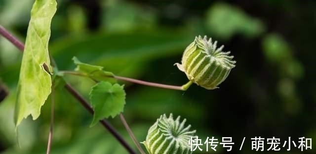鲁西南|小时候经常见的17种植物,很熟悉却叫不上名字,现在终于知道了