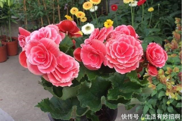 10种花,春天不能晒,躲屋里最安全!10种花,春天不能晒,躲屋里最安全!