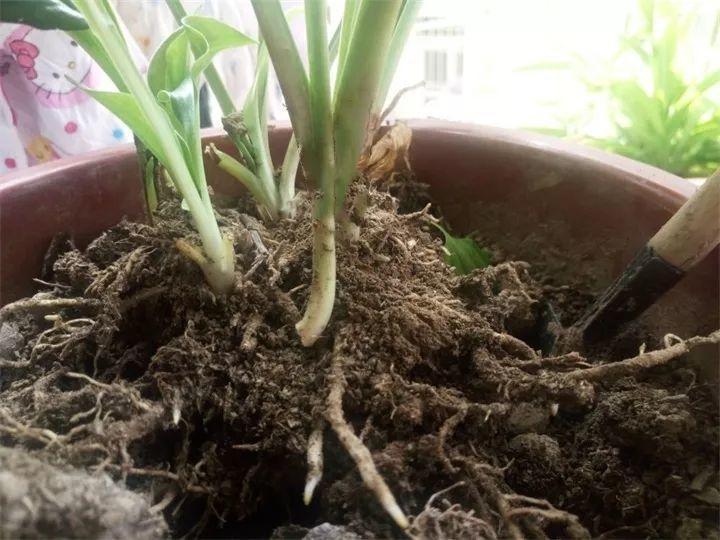 秋天给花铲一锹，一盆变五盆，根本不用扦插！